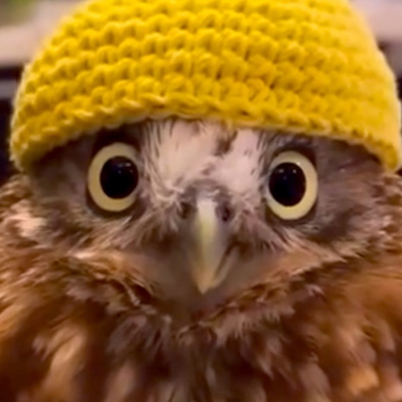 Meet your Posher, Claudia - Picture 1 of 1